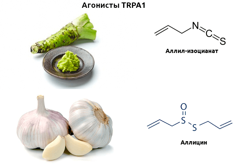 Аллилизоцианат и аллицин