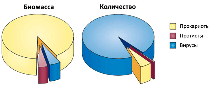 Относительные биомасса и количество прокариот, протистов и вирусов в океанах