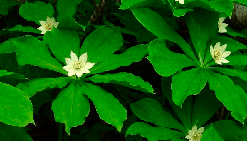 Paris japonica