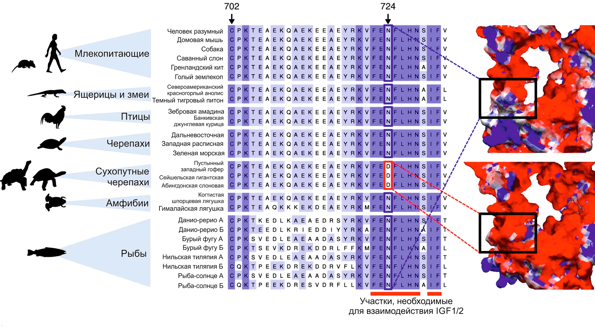 Множественное выравнивание последовательности белка IGF1R вокруг участка 724-й аминокислоты