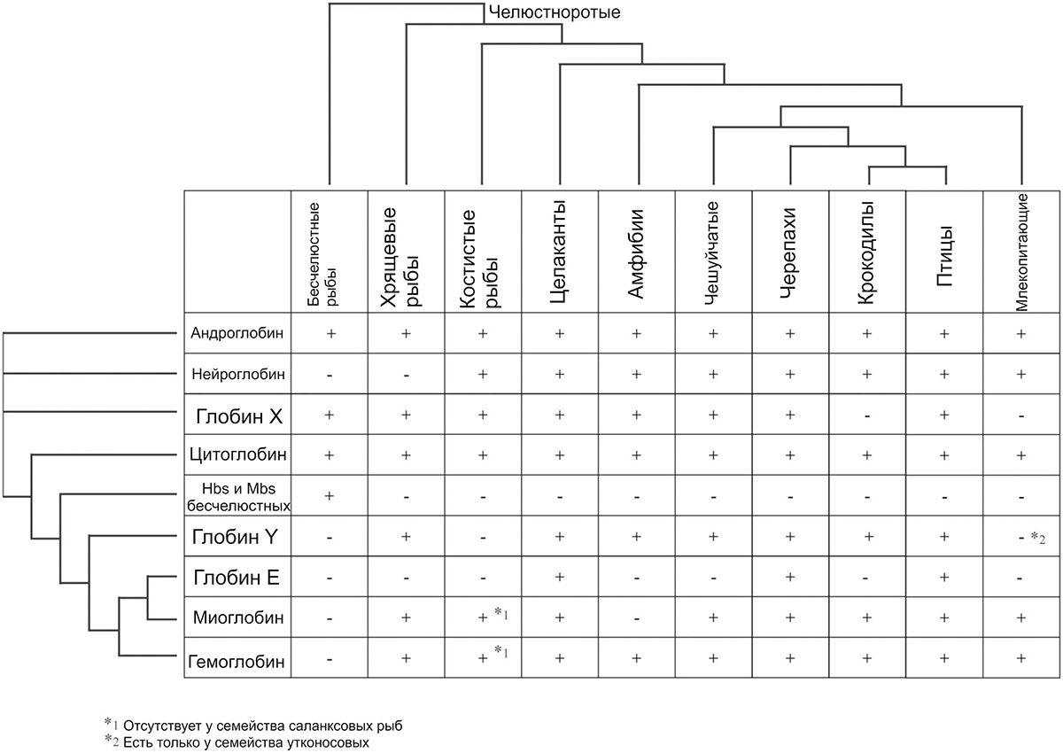 Распределение глобинов среди позвоночных