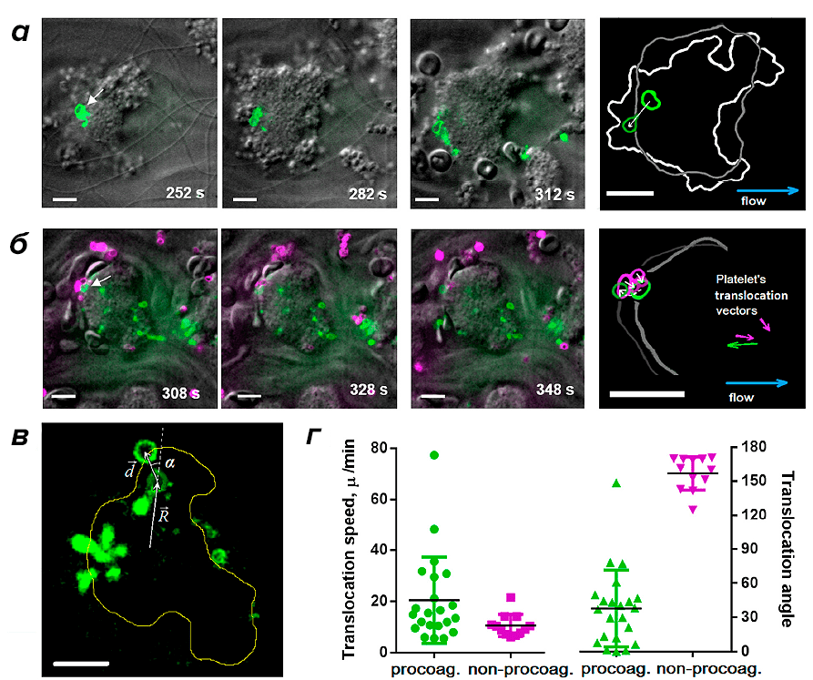 Динамика перемещения прокоагулянтных тромбоцитов в тромбе