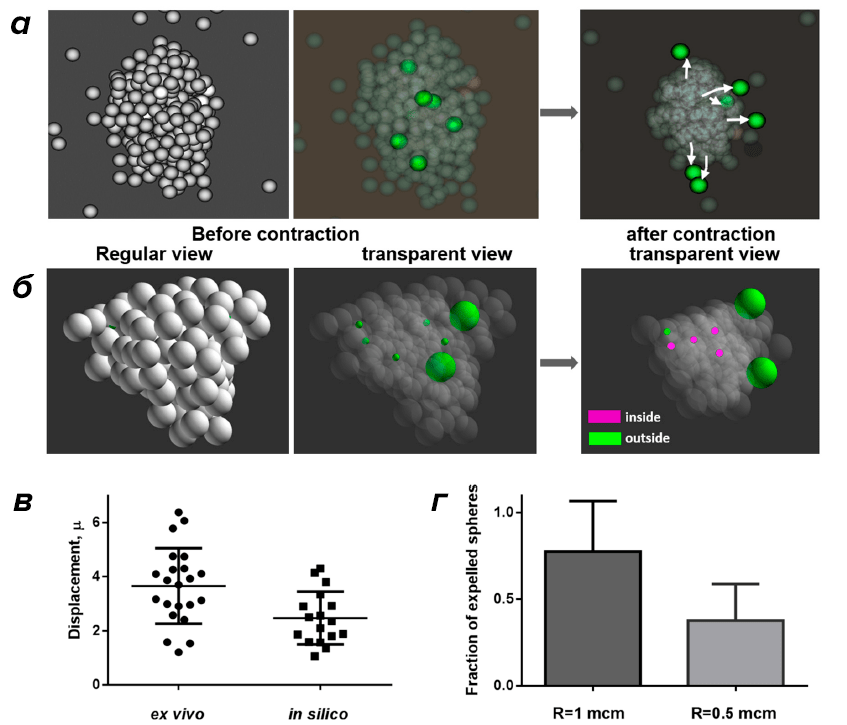 Моделирование контракции клеточного агрегата