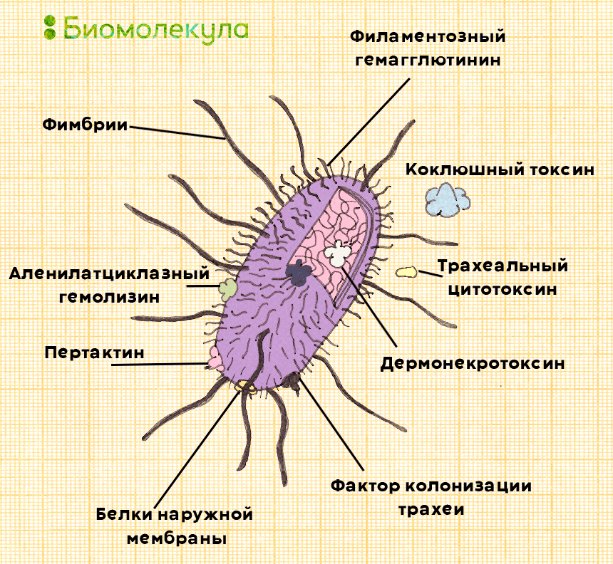 Bordetella pertussis