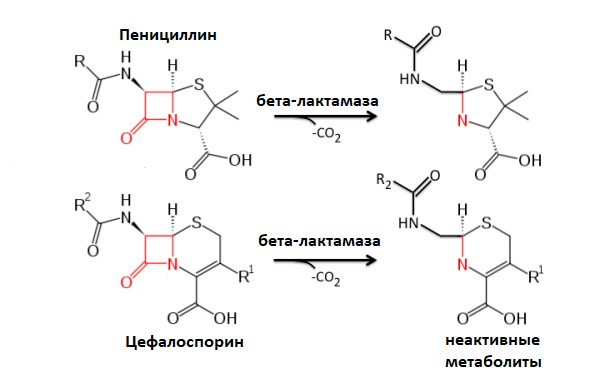 Схема работы бета-лактамаз