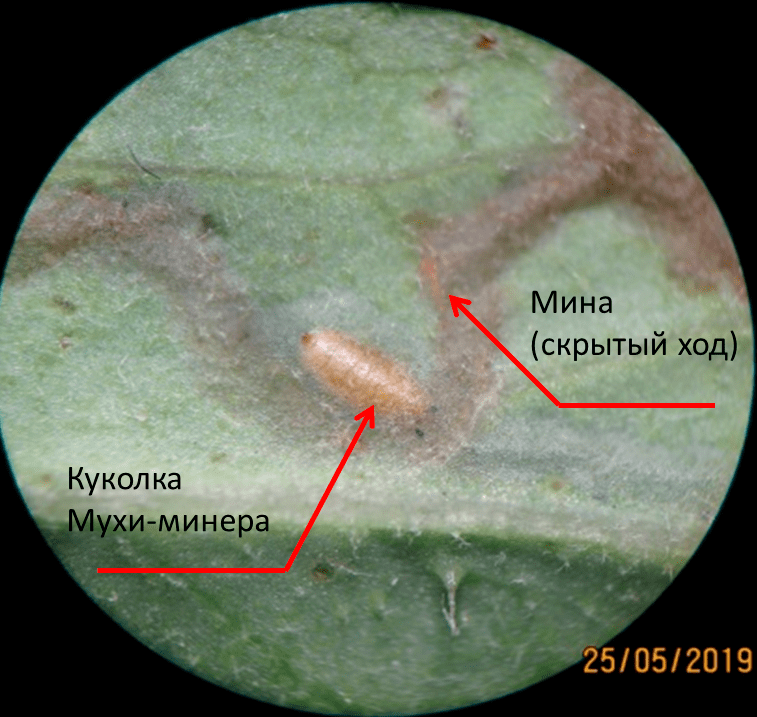 Мина на листьях растения-ястребинки