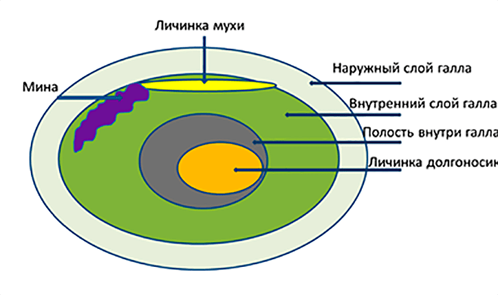 Внутреннее строение галла