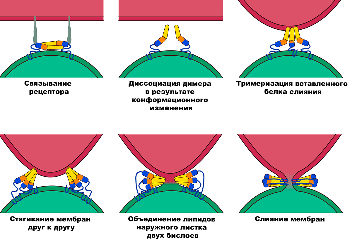 Белки слияния