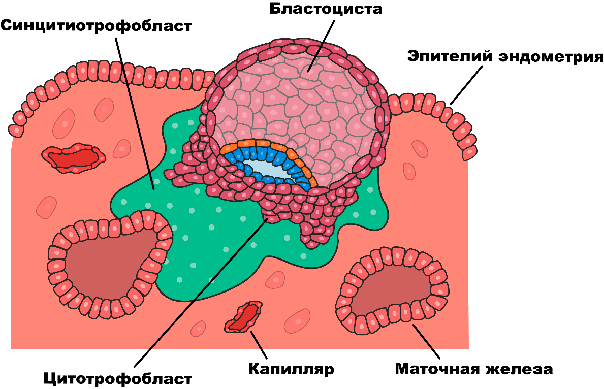 Синцитий в формирующейся плаценте человека