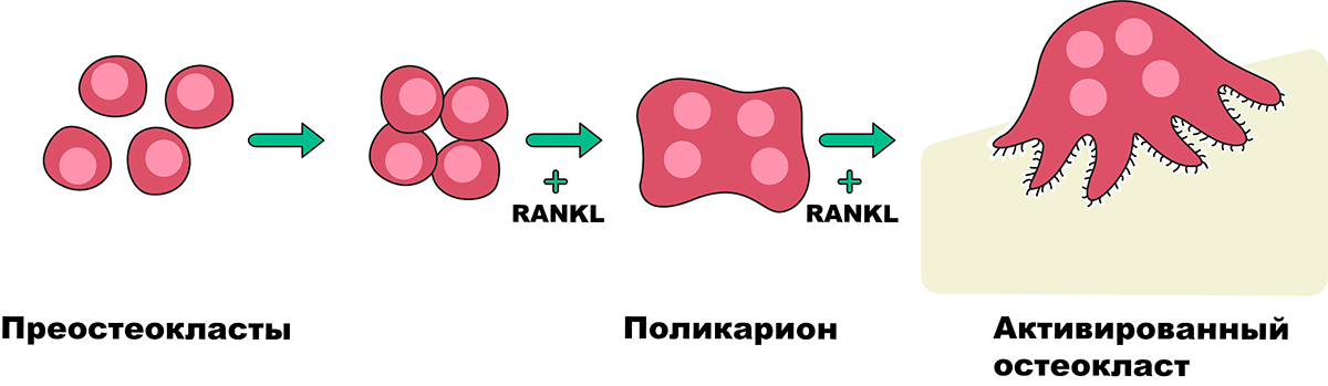 Формирование остеокласта