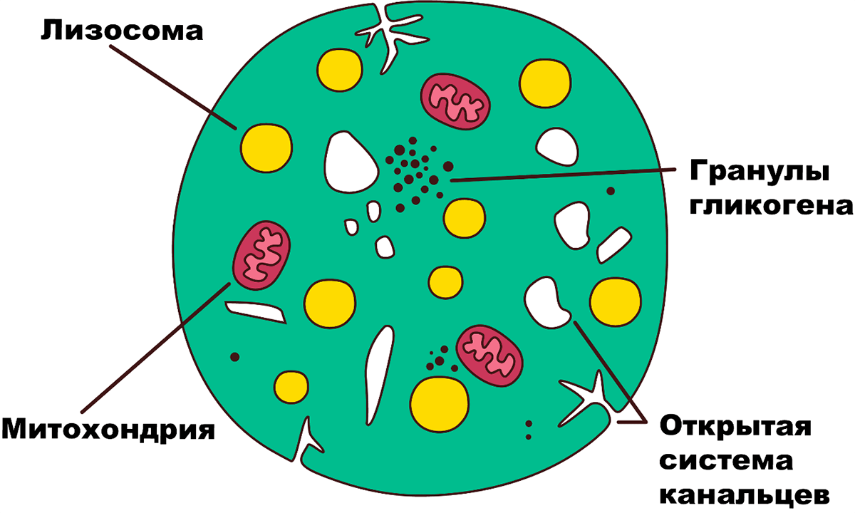 Схематическое строение тромбоцита