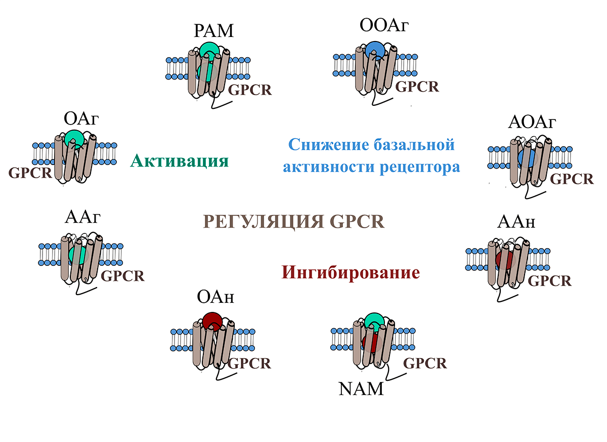 Классификация регуляторов G-белок-сопряженных рецепторов