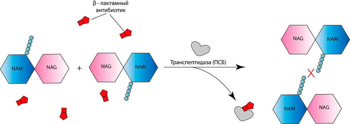 Механизм действия β-лактамных антибиотиков