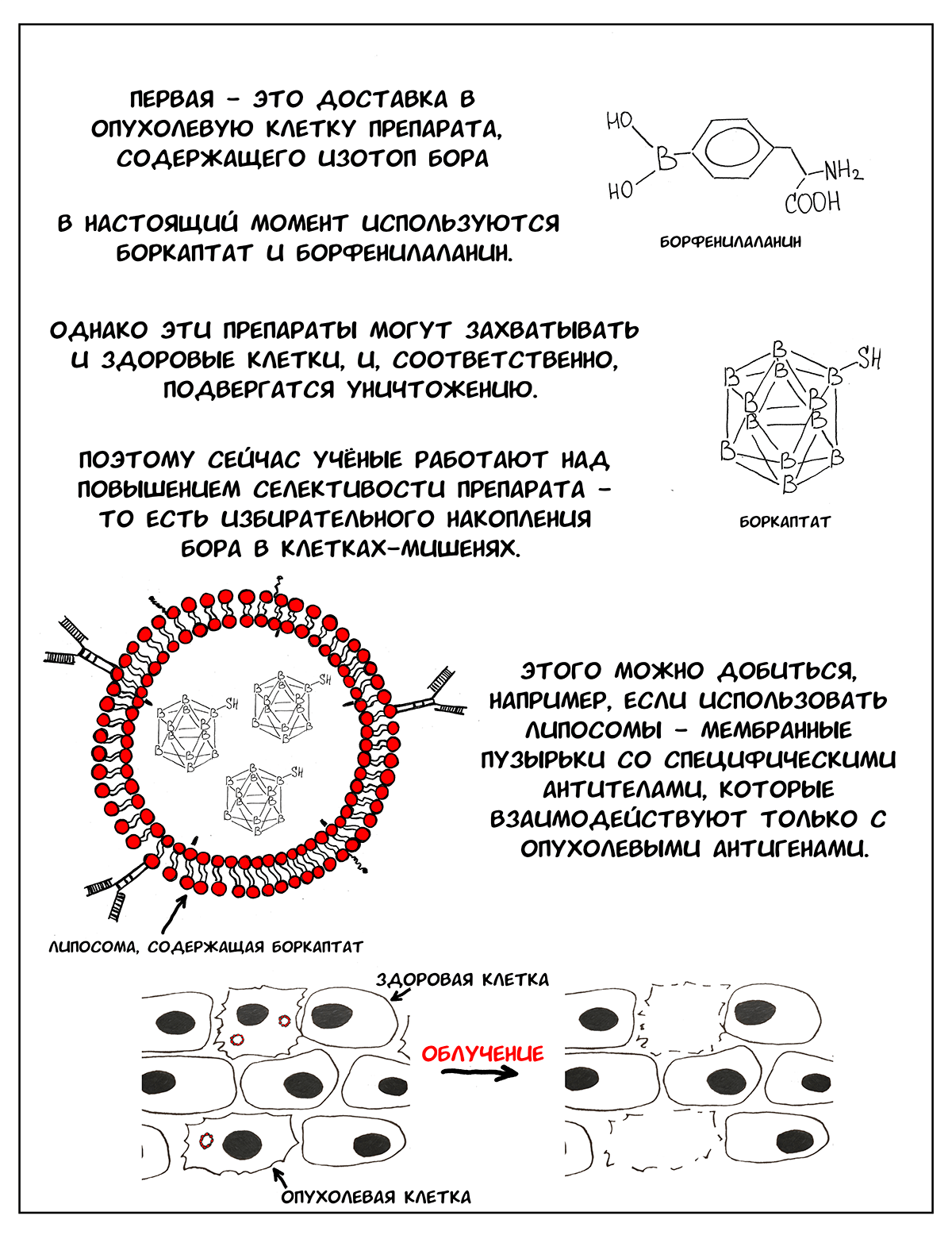 Ядерный взрыв в пределах клетки