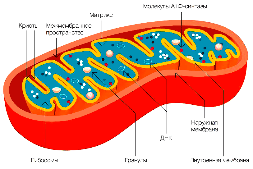 Строение митохондрии