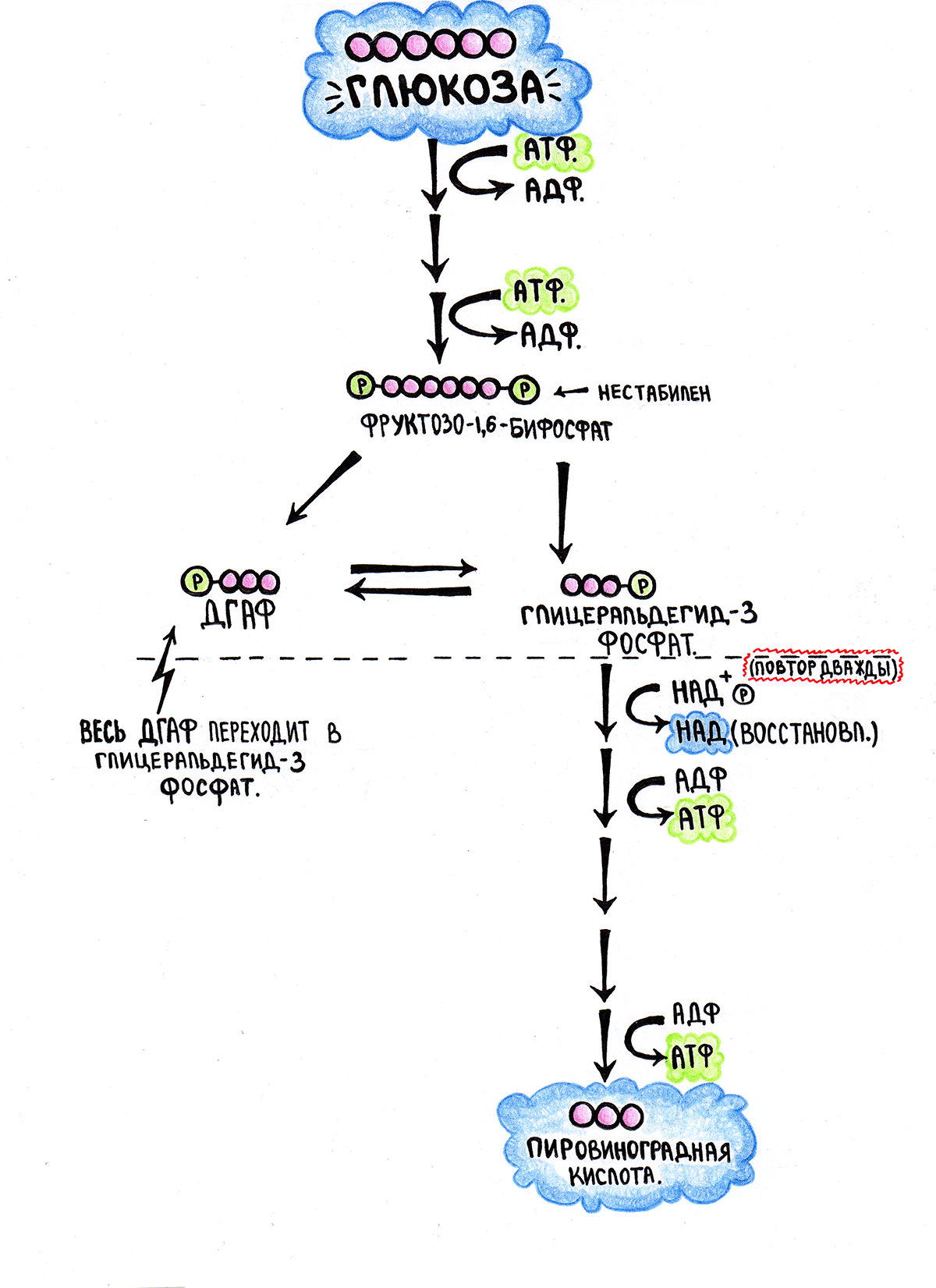 Лаконичная схема гликолиза