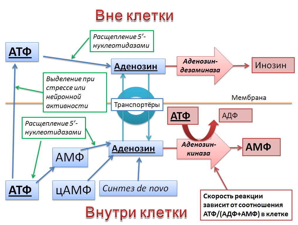 Схема метаболизма аденозина вне клетки и внутри нее