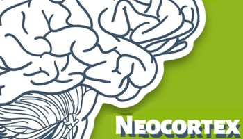 Neocortex